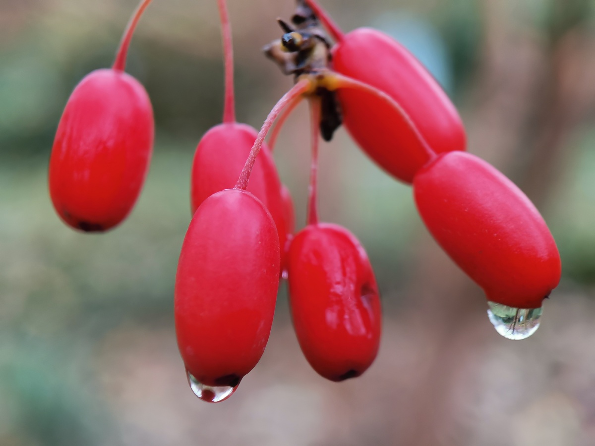 雨后山茱萸果