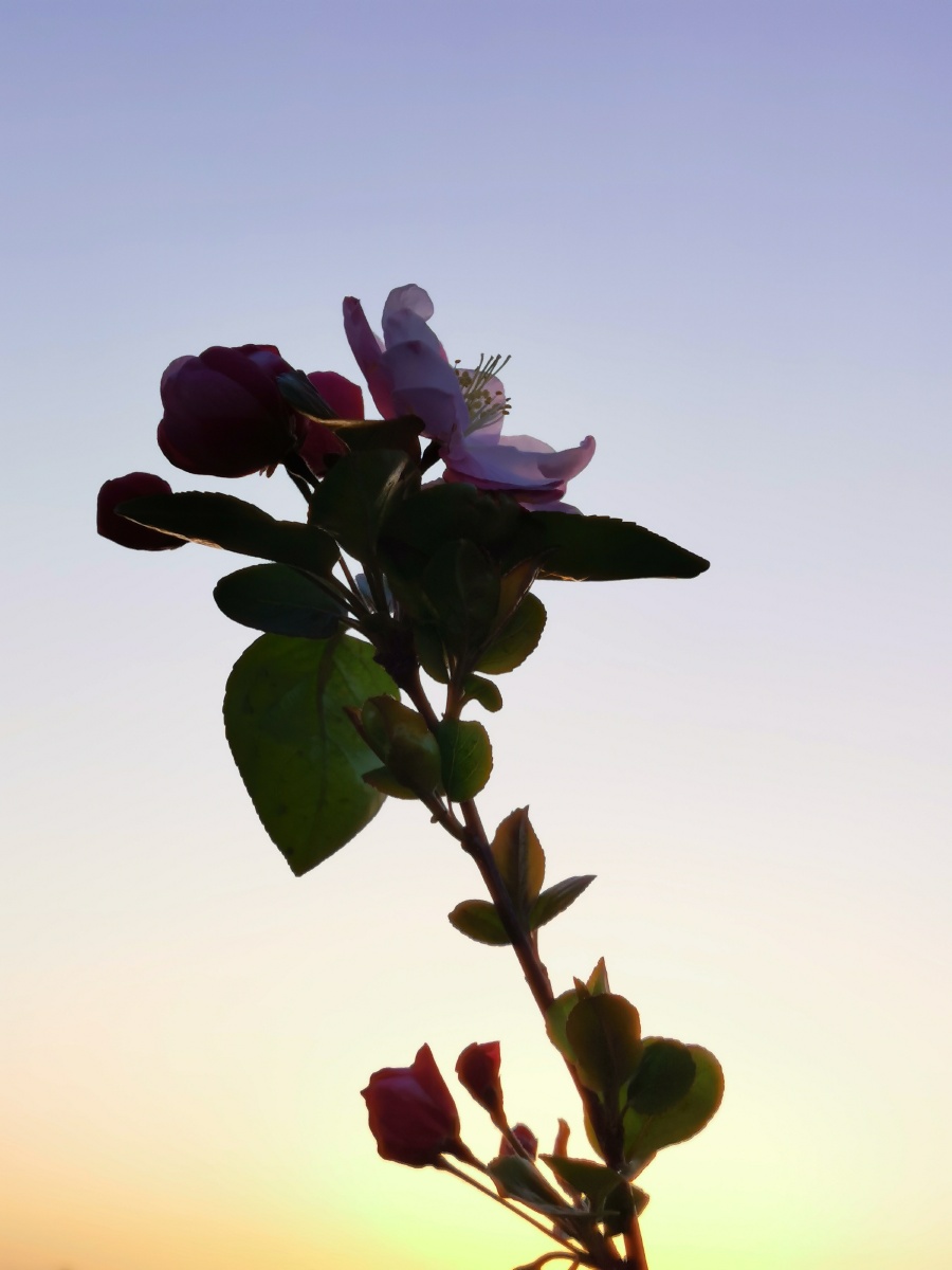 落日余晖映海棠