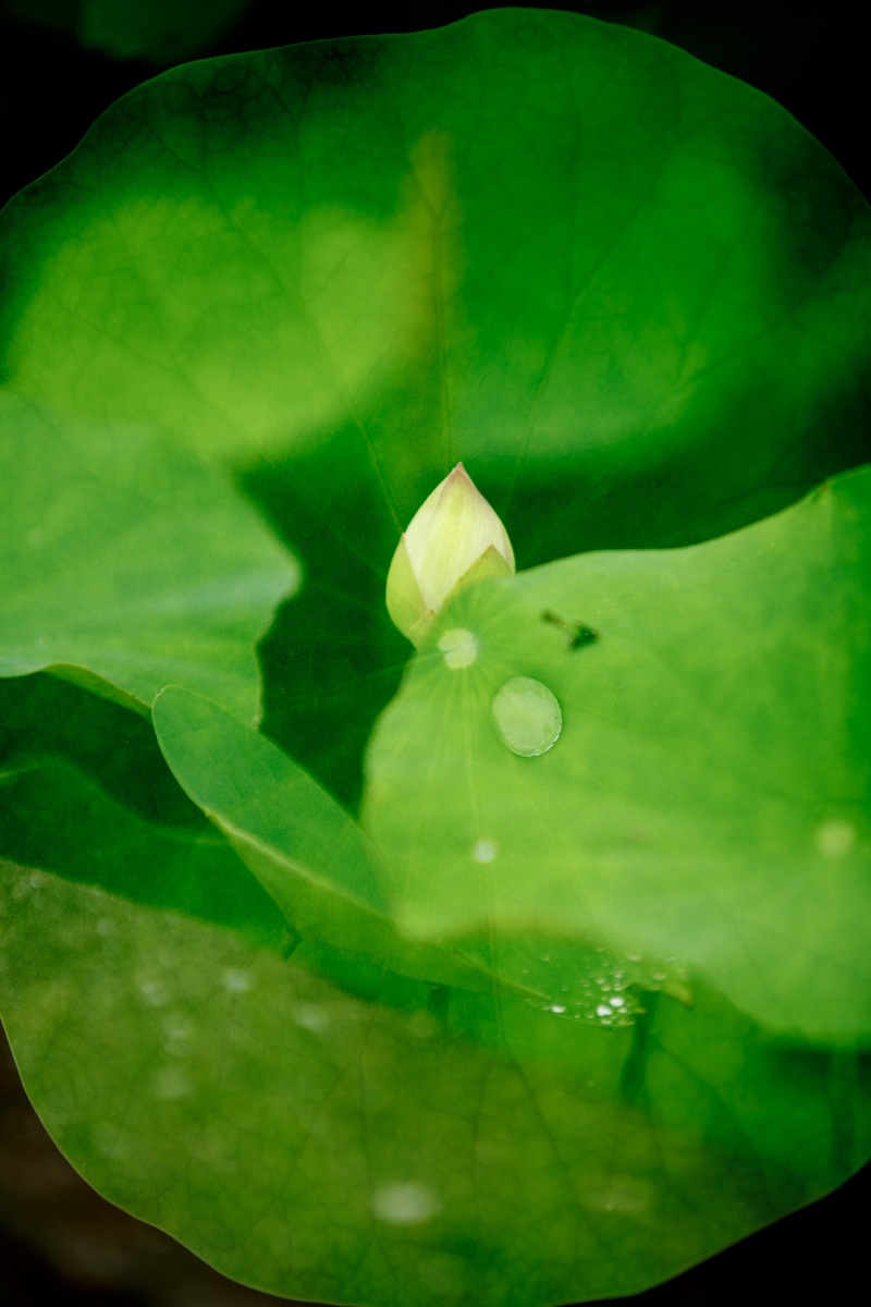 采用双重曝光拍摄的荷花雨后荷叶上的水珠小荷才露尖尖角