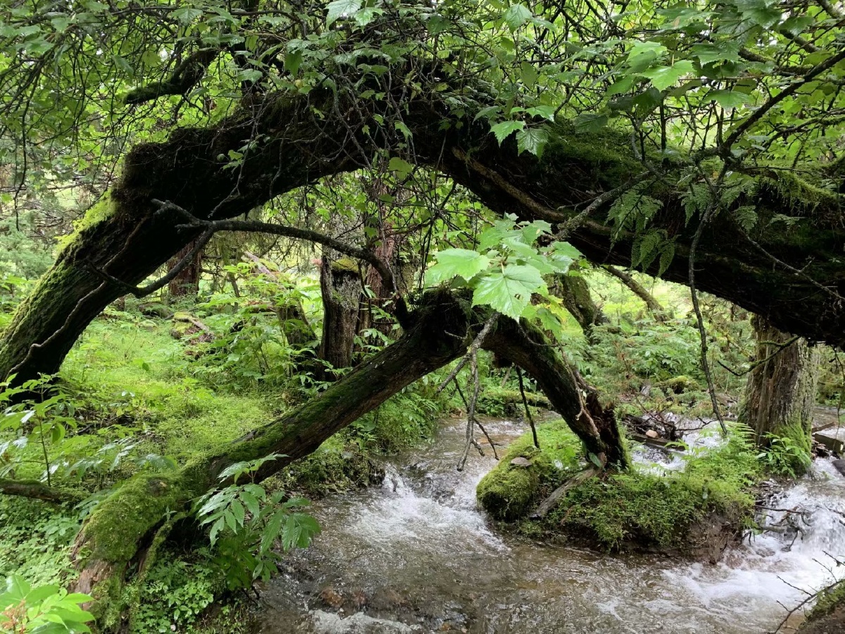 梦中的天堂淮南把大山人走进三江源头原始森林写生