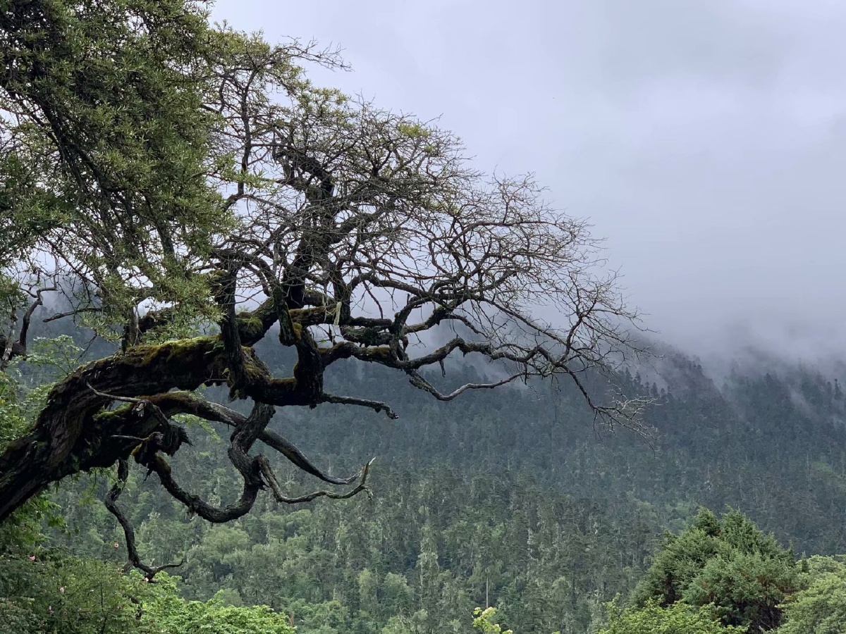 梦中的天堂淮南把大山人走进三江源头原始森林写生
