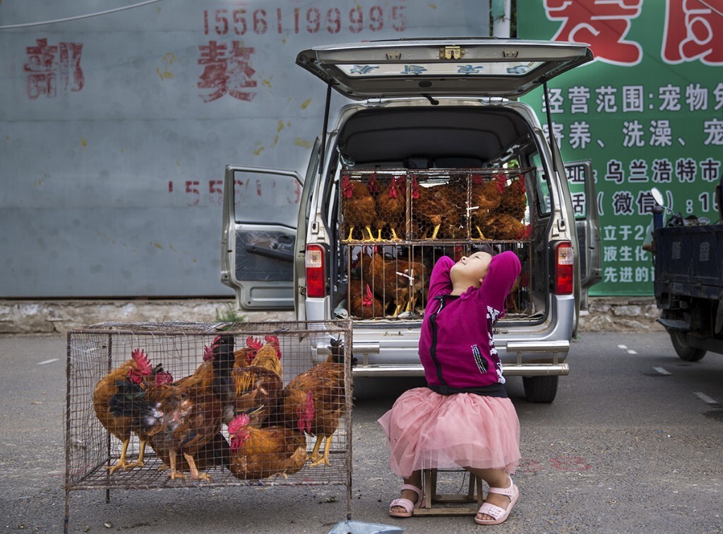 摄于集贸市场上，一个的女童在替家长卖小鸡，这个年龄段的儿童其天性就是玩和学习，像大人一样做买卖使她感到非常的无奈。