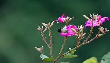 DSC_9010a