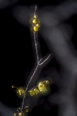 557229