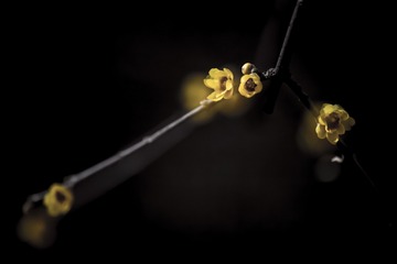 557274