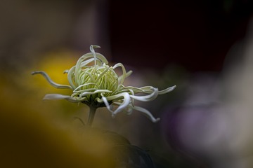 585162