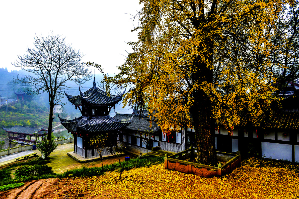 天心寺古银杏冯亚宏摄