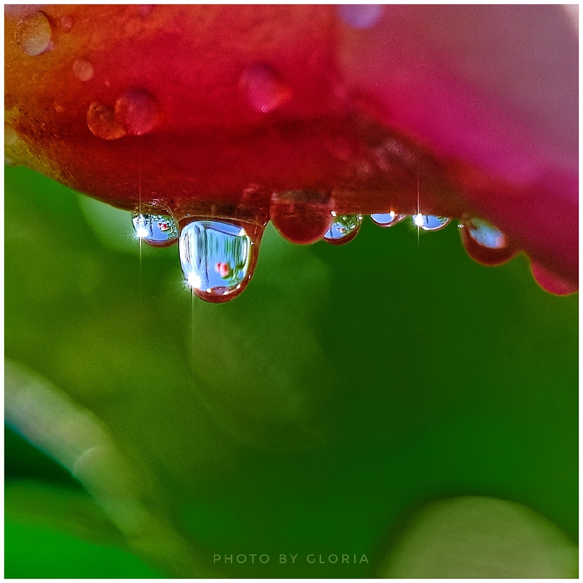 雨后露珠晶莹剔透