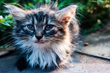 #行行摄摄#a cute, cute cat