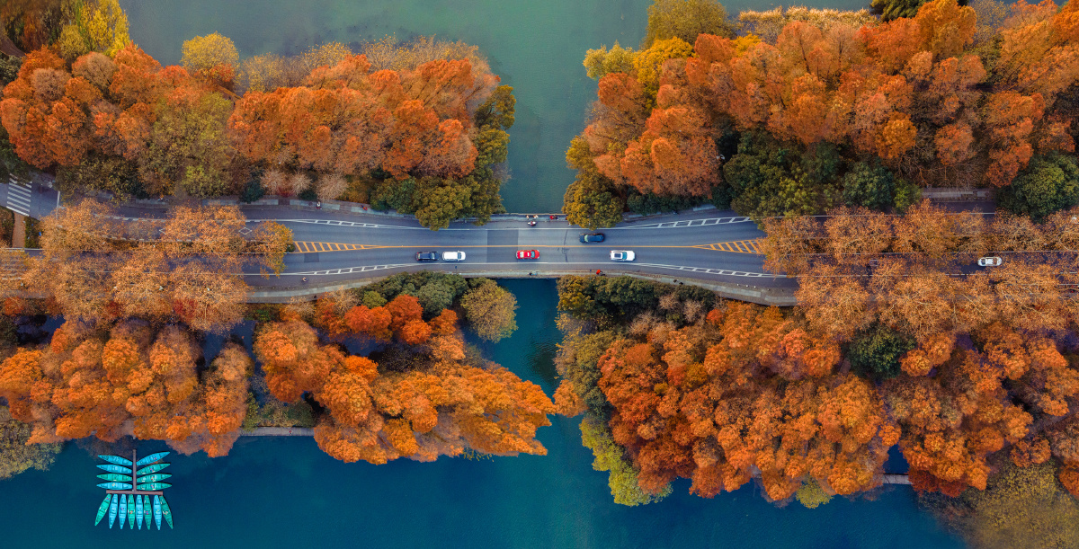杭州西湖杨公堤 层林尽染水杉作为古老色叶树种,它们用挺拔高昂的身姿