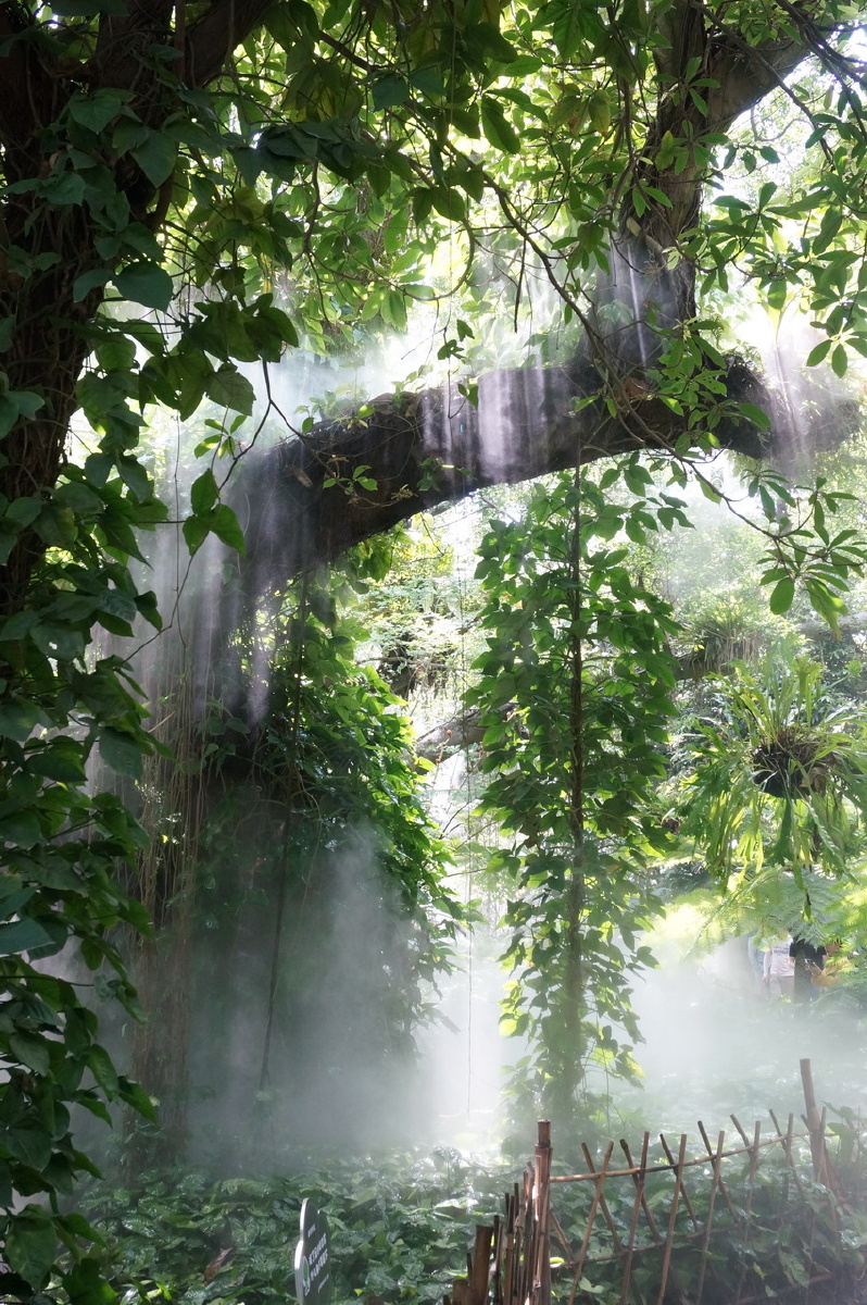 厦门植物园热带雨林区随手拍就是这么漂亮