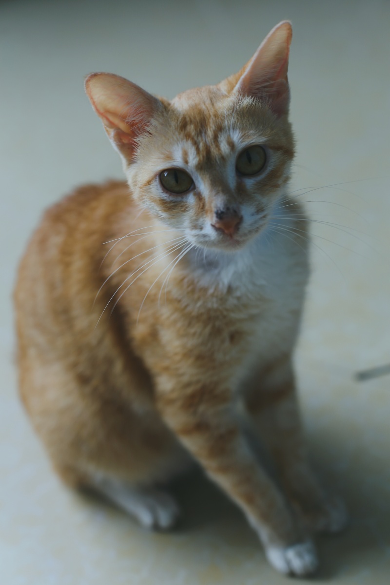 有小猫咪的生活就是无比治愈