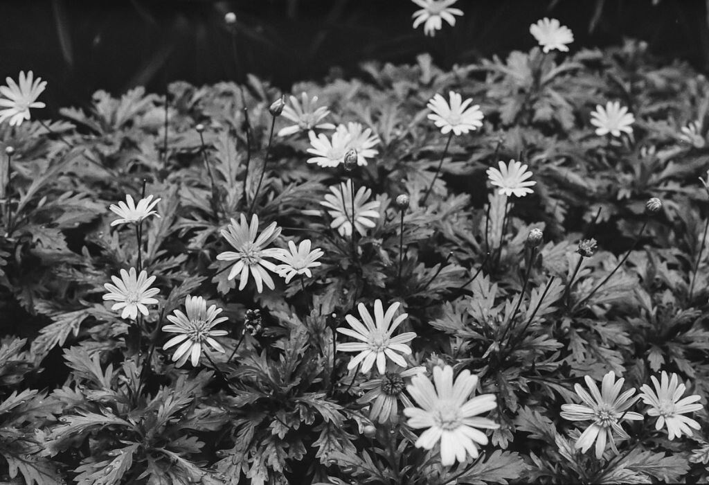 ILFORD HP5+NIKON F3HP+ZEISS PLANAR 50MM F1.4