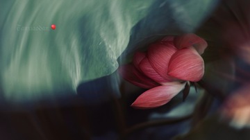 C4985C7F-F05E-4547-895E-0B2CE369A4F1/L0/001