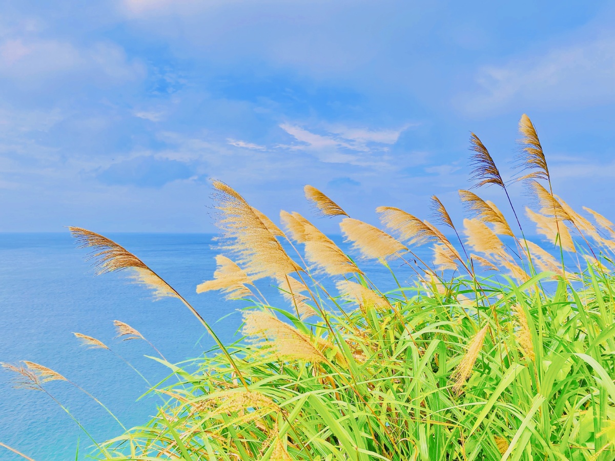 是海风使得芦苇舞动还是大海吸引了芦苇成为了蓝绿色的海洋