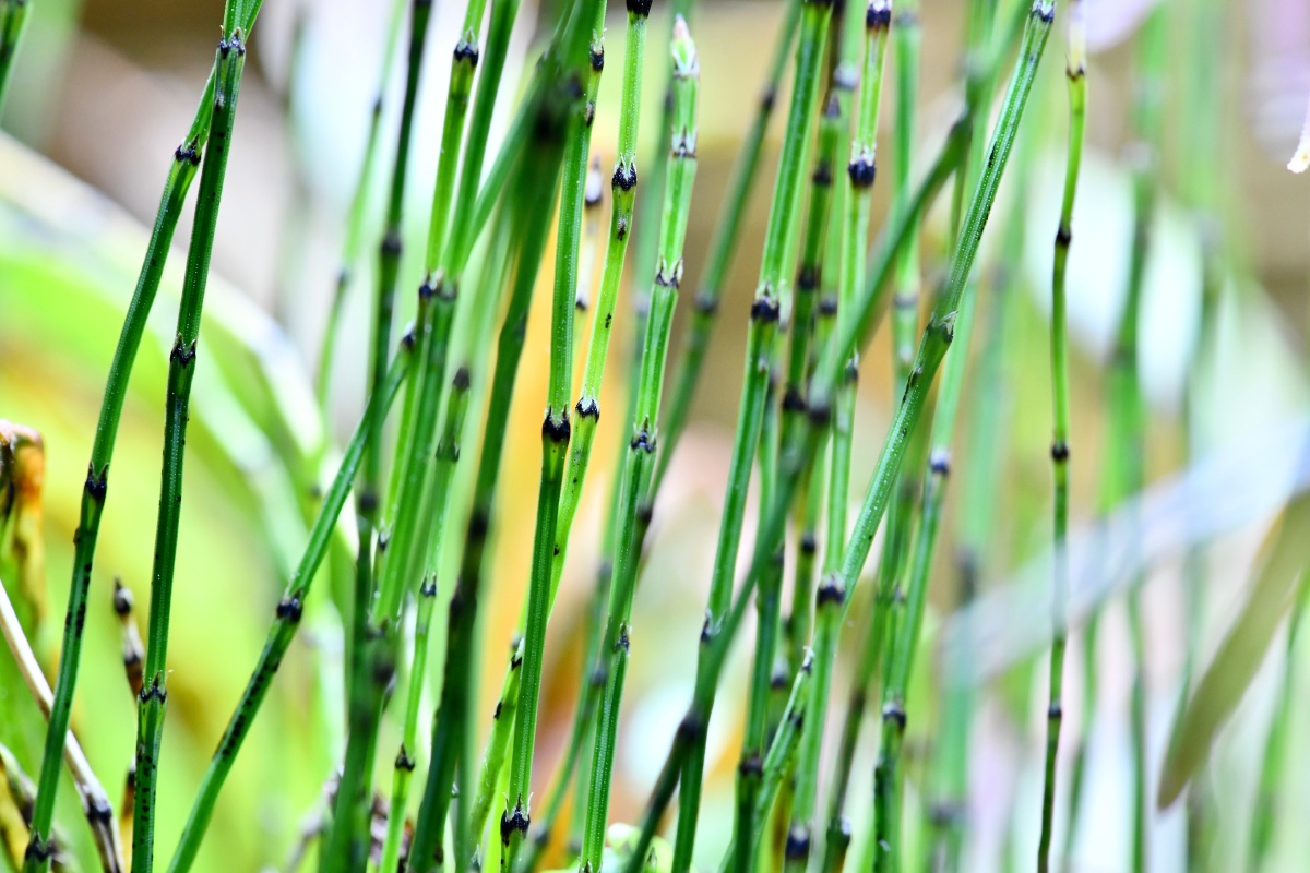 坨草上的姬木贼