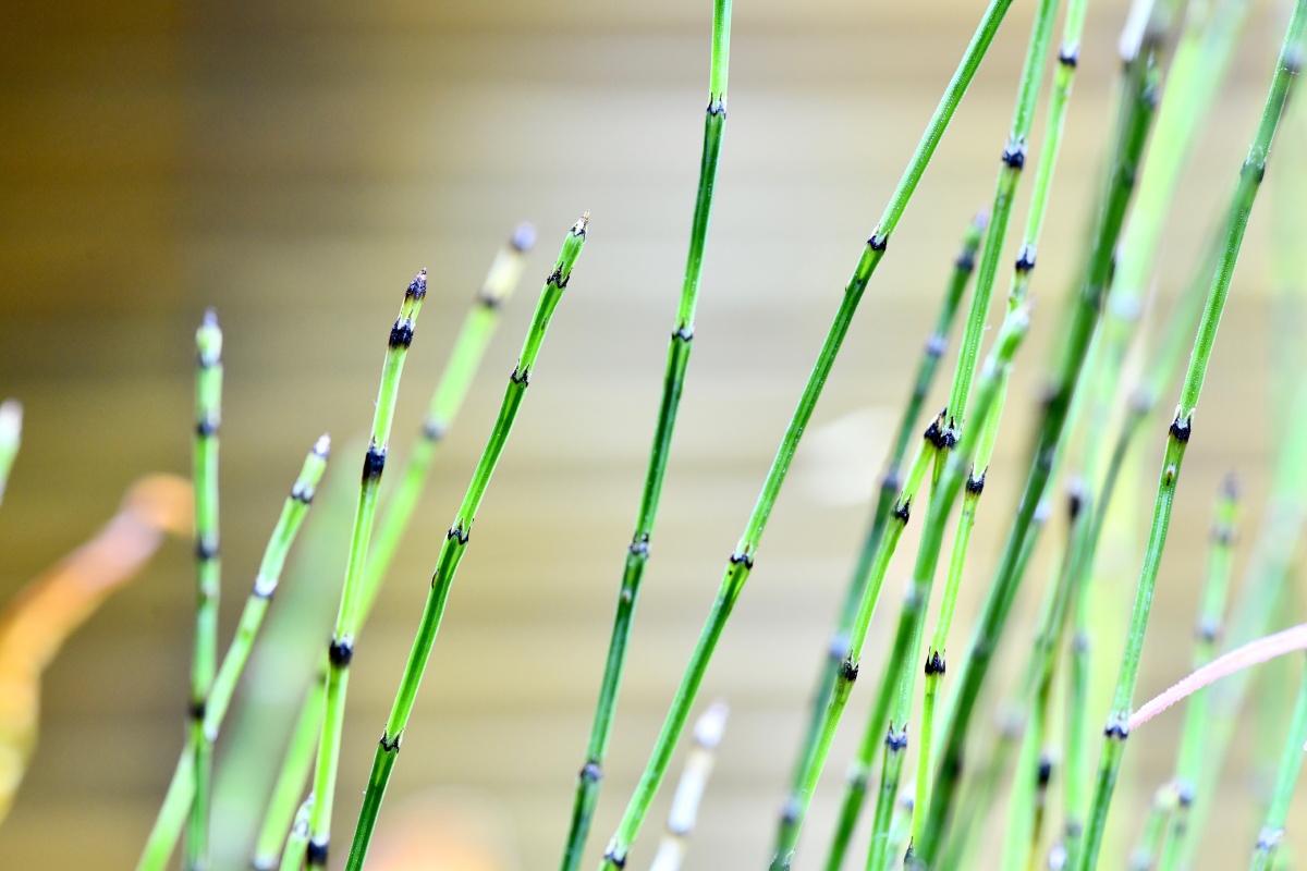 坨草上的姬木贼