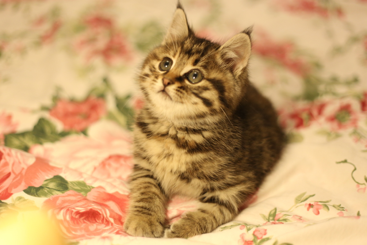 小公主和它的花花世界