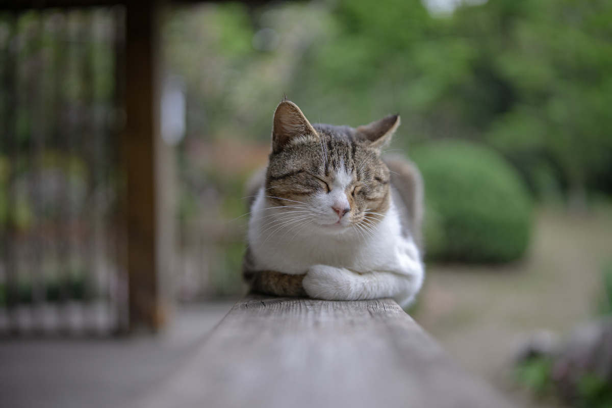 路过的猫喵星人这种动物,应该是人见人爱的吧公园里的猫主子,状态都很