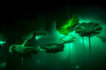DSGM_5986_43