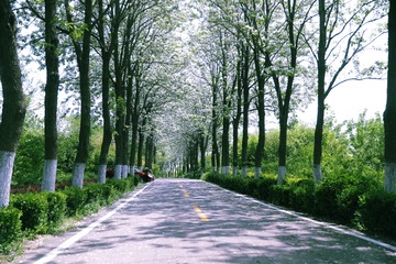 楸树大道