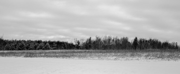 Snow Forest