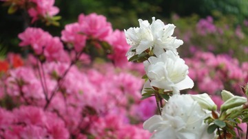 8B190AE9-3993-4E32-9A7B-67721620C62D/L0/001