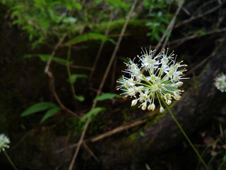 格桑花