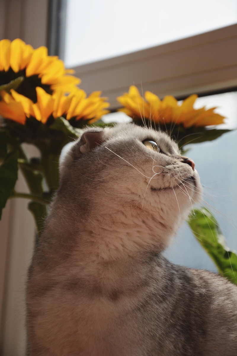 猫咪洋甘菊逆境中的坚强苦难中的力量