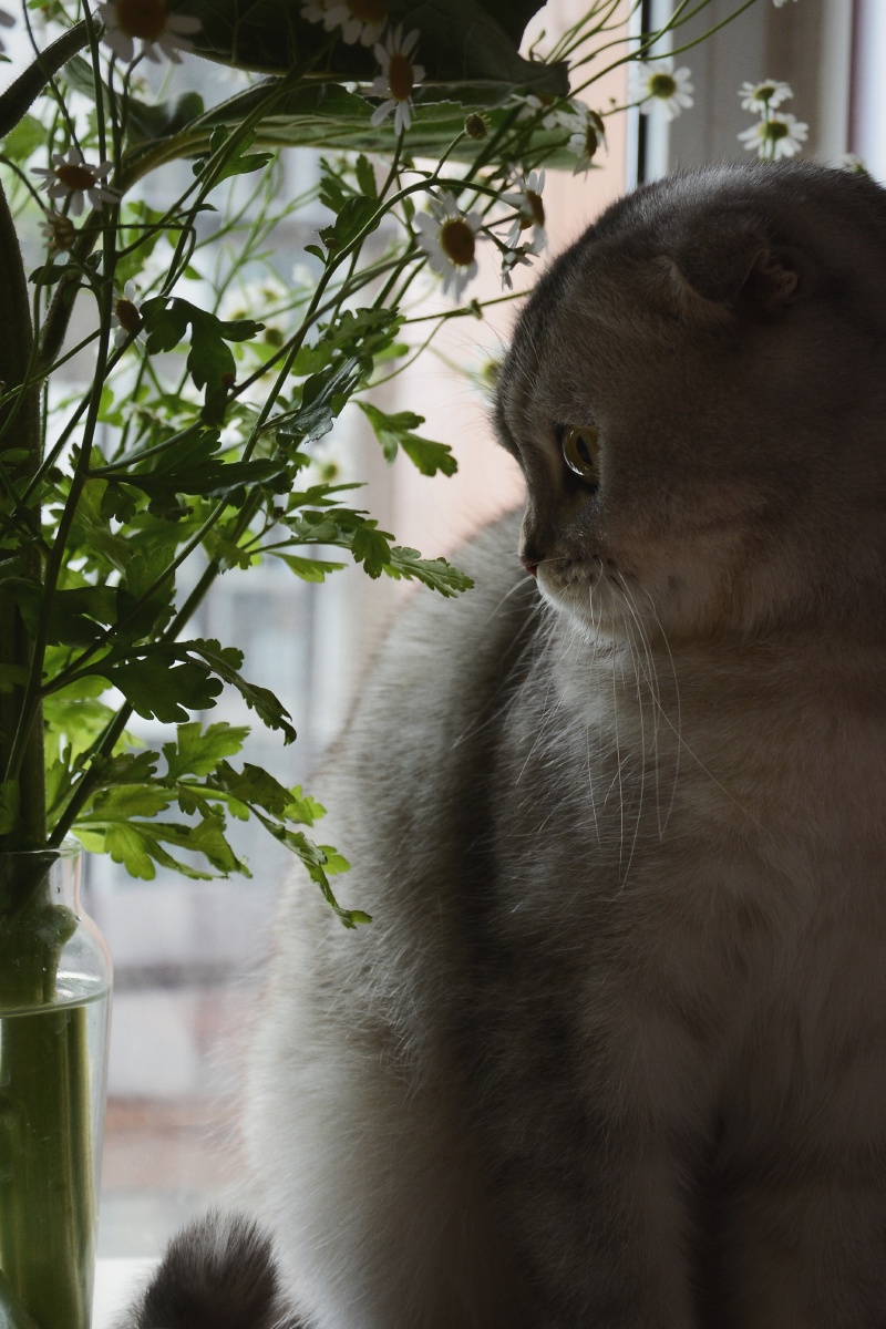 猫咪洋甘菊逆境中的坚强苦难中的力量