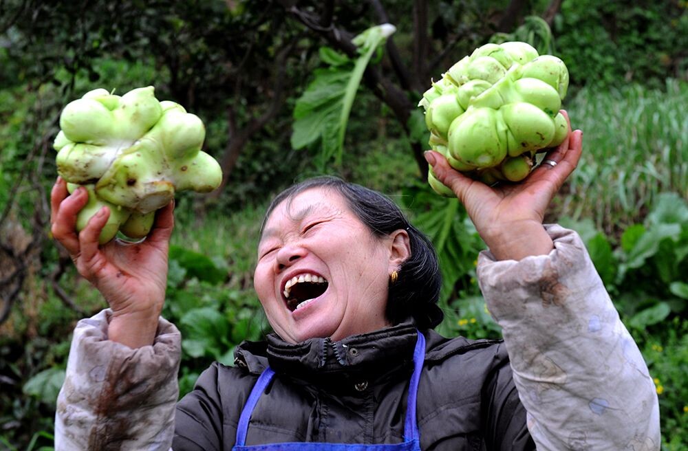 重庆，涪陵区蔺市镇，一位农民在自家菜地，举起刚收获的大青菜头，高兴笑脸展示了今年青菜喜获丰收心情。