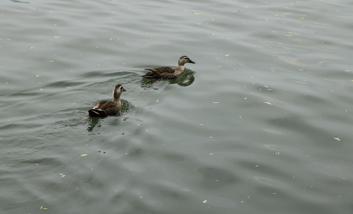 西湖的鸭子