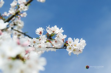 _DSC8515