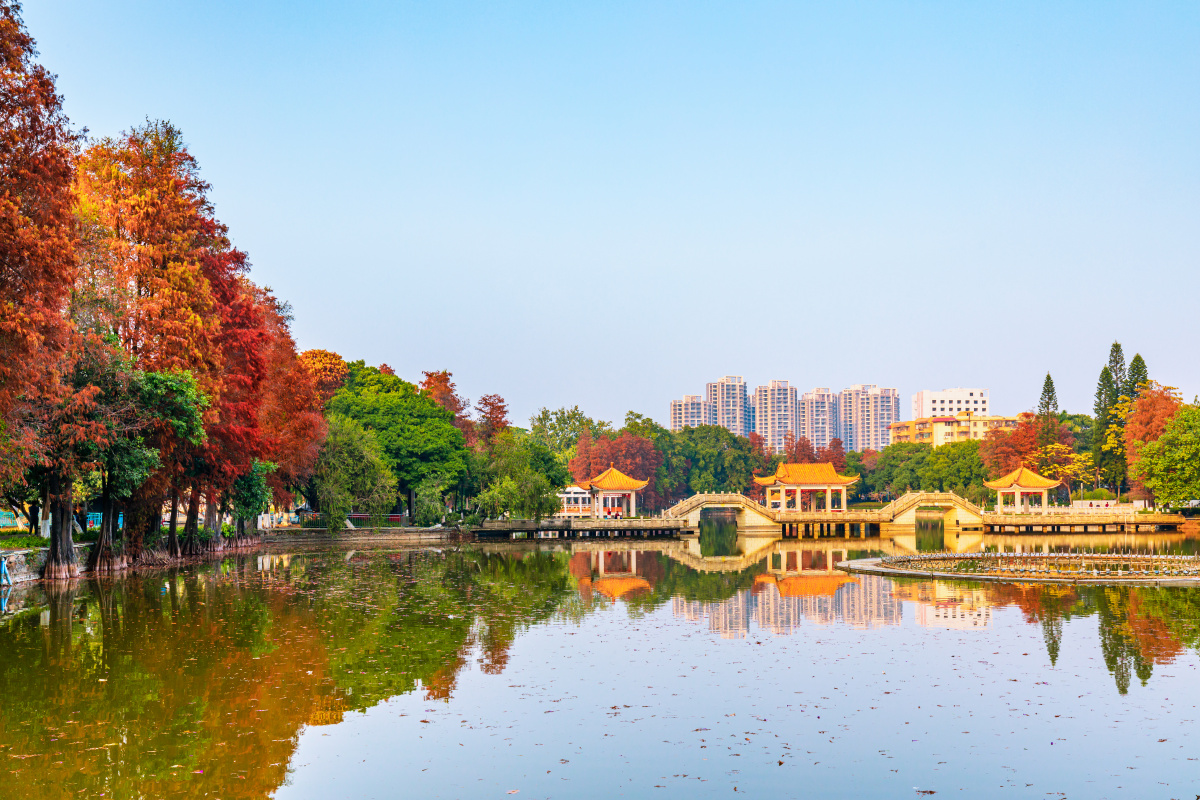 逸仙湖公园水杉