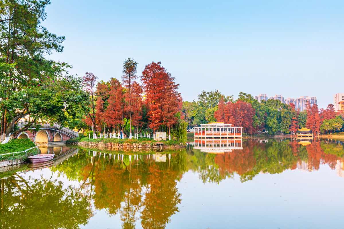 逸仙湖公园水杉