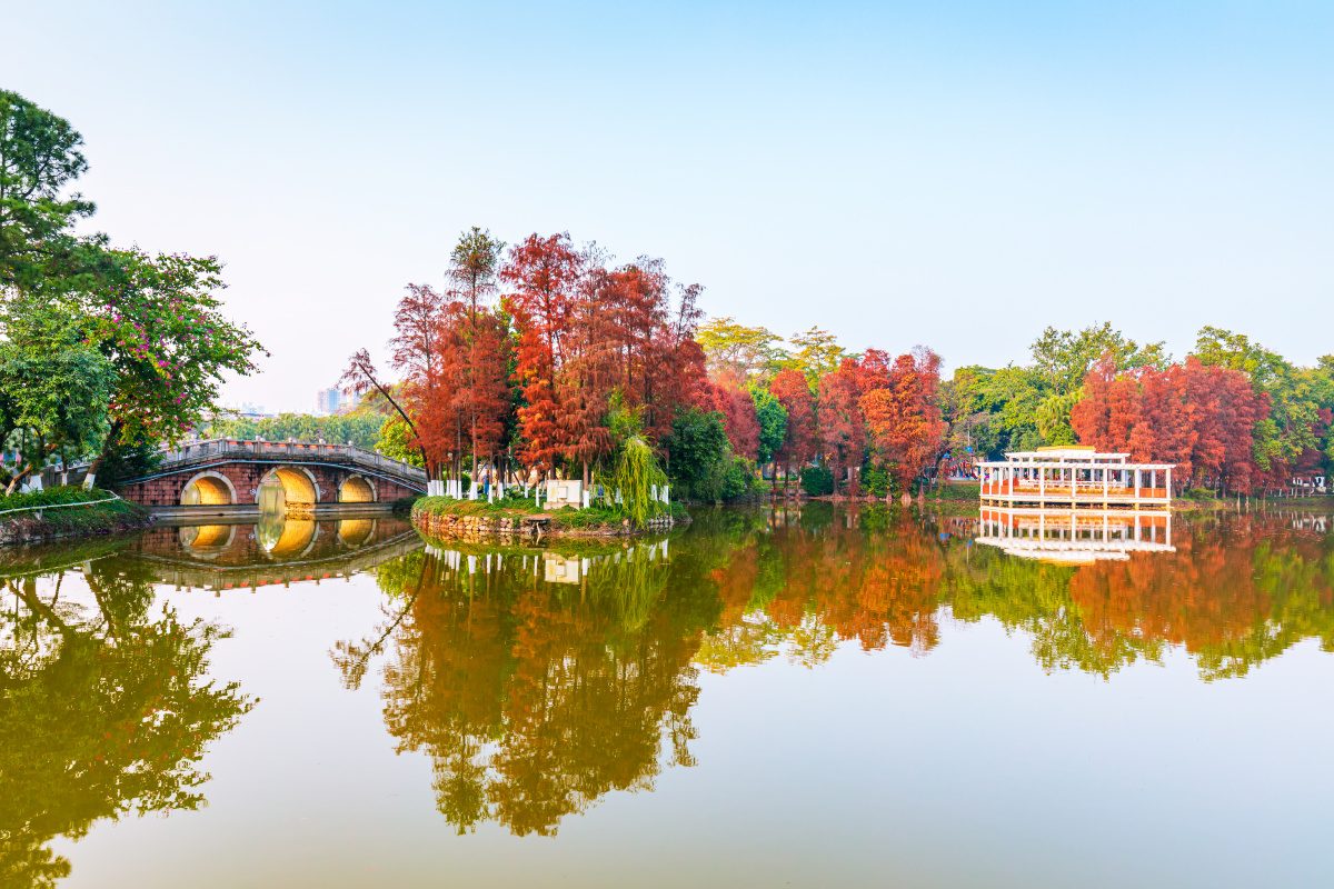 逸仙湖公园水杉