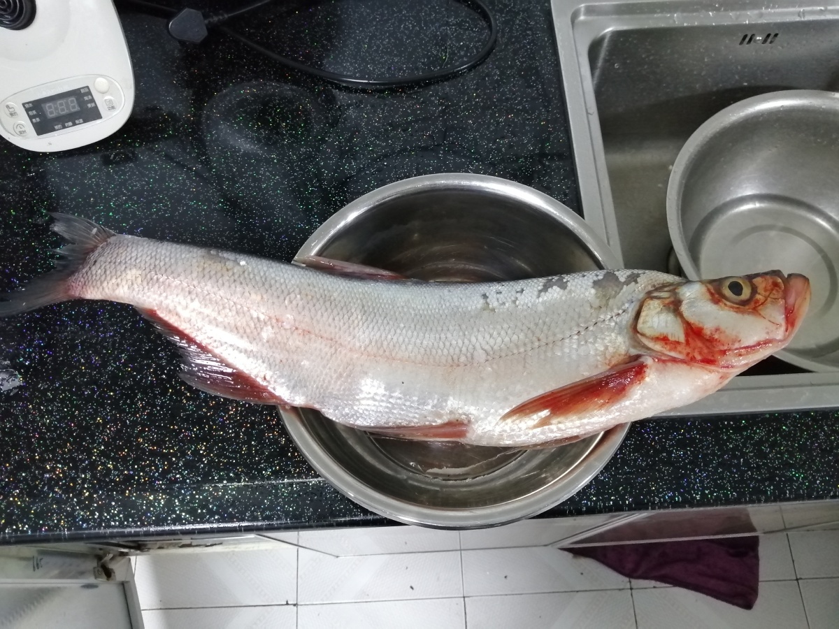 兴凯湖大白鱼 - 跑马征途956 - 图虫