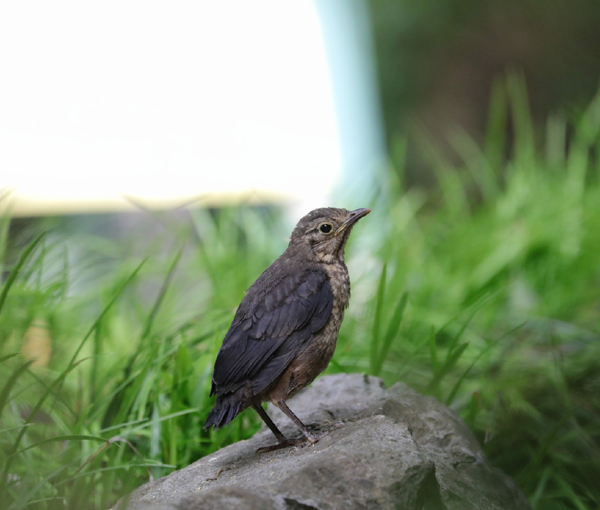 小乌鸫20210507拍摄于南通博物苑