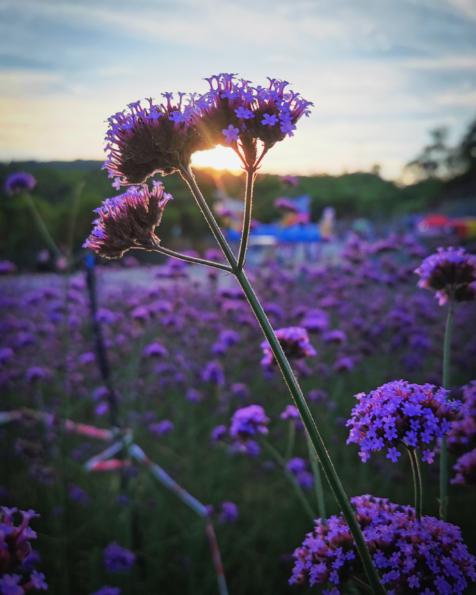 日落贵州独山拉然湖紫色花海