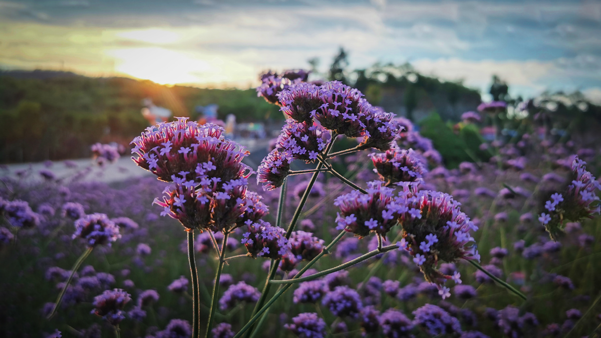 日落贵州独山拉然湖紫色花海
