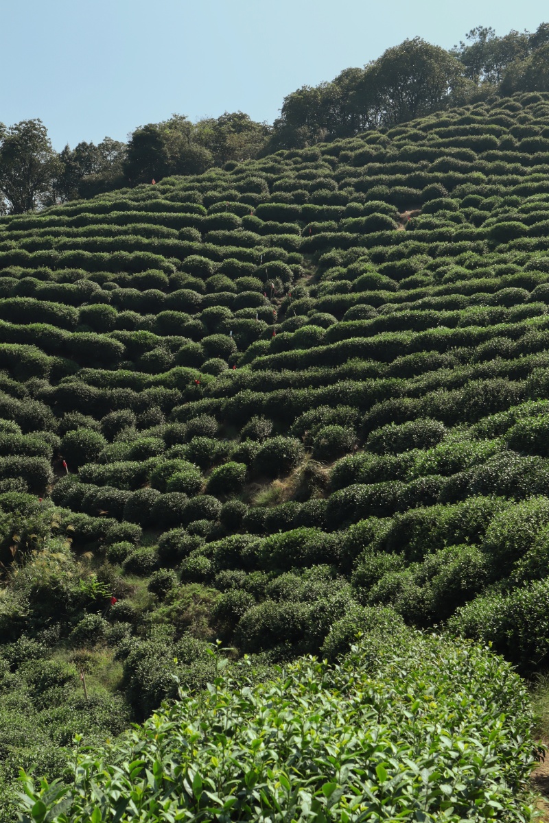 杭州梅家坞茶园 - 四夕偌偌