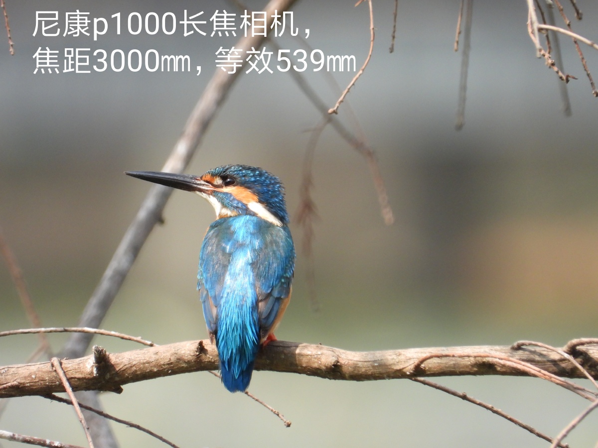 尼康p1000样张网友拍摄