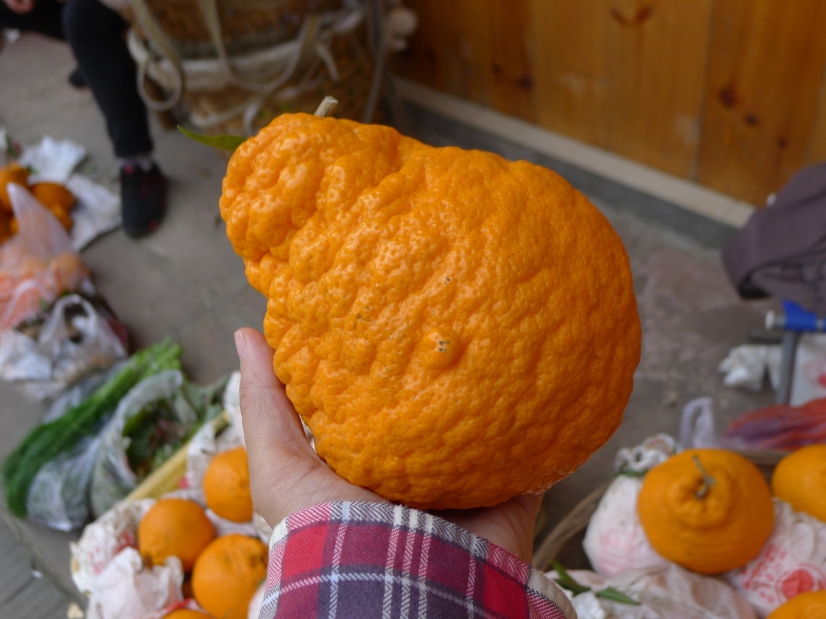 蒲江游西来古镇lx5摄