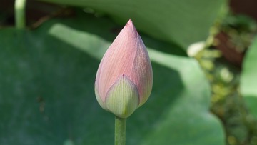 141512