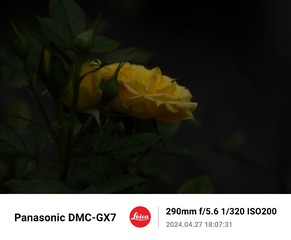 243505