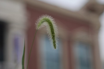 176064