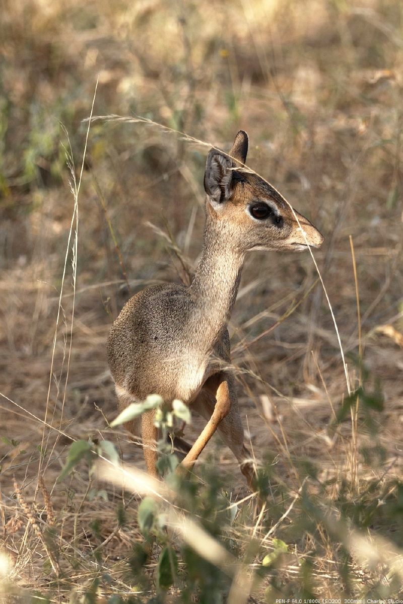 在肯尼亚桑布鲁拍到的犬羚,最小品种的羚羊.