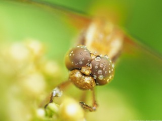 雨中蜻蜓