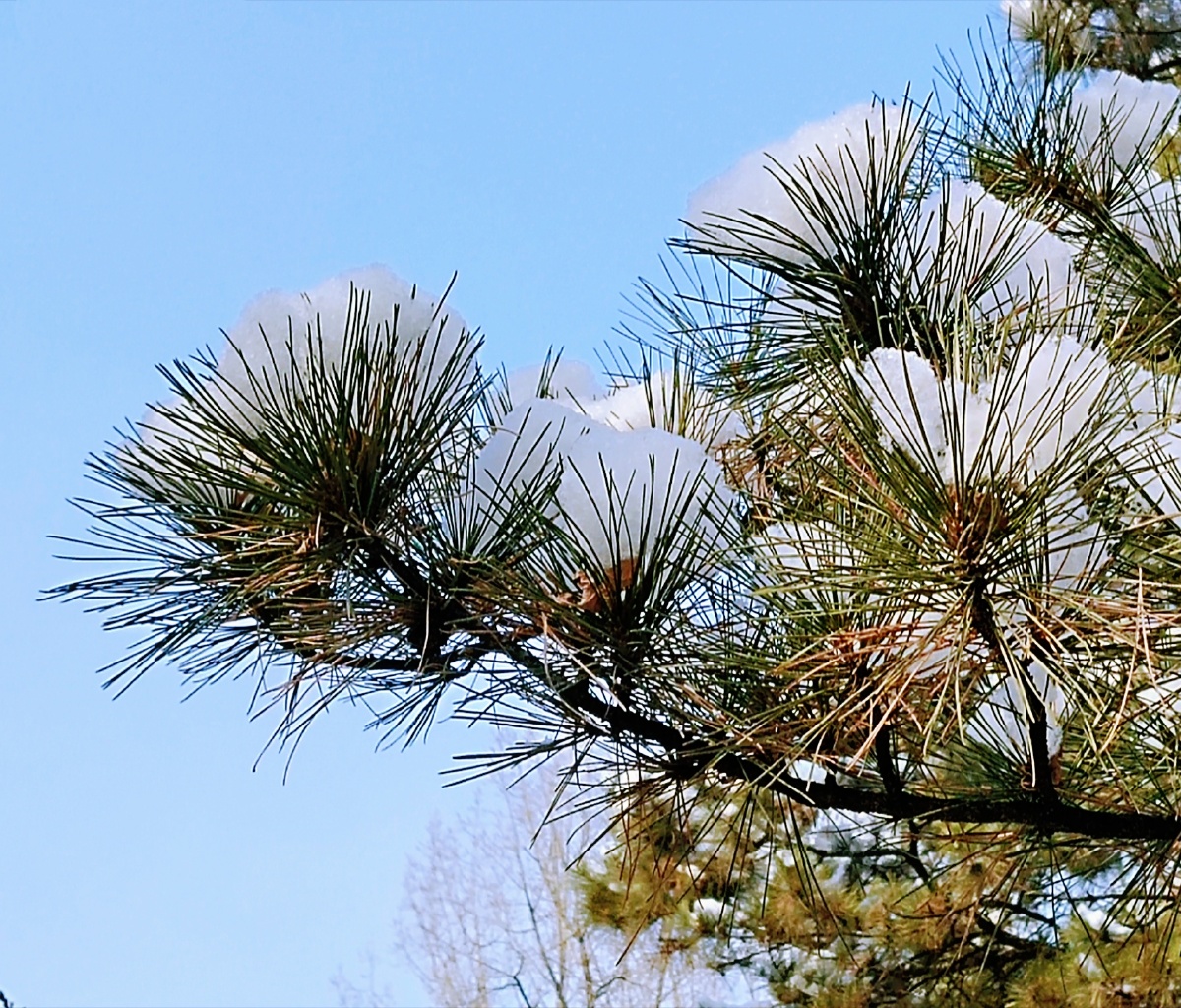 松雪暖阳