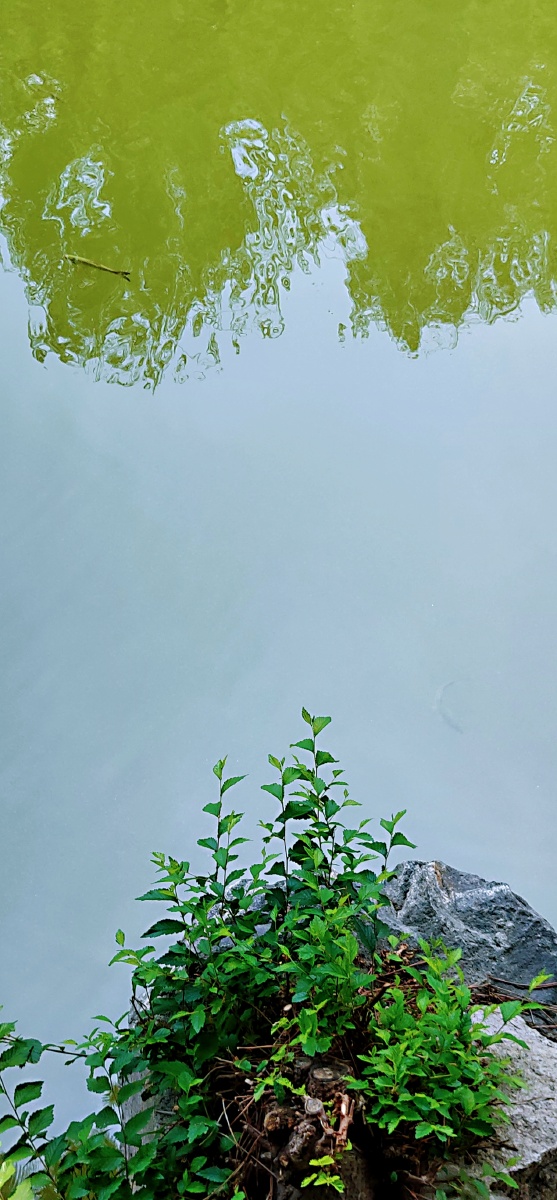 风景真真假假虚虚实实